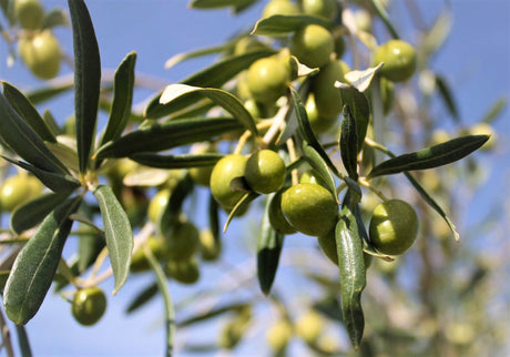 Health Benefits of Extra Virgin Olive Oil